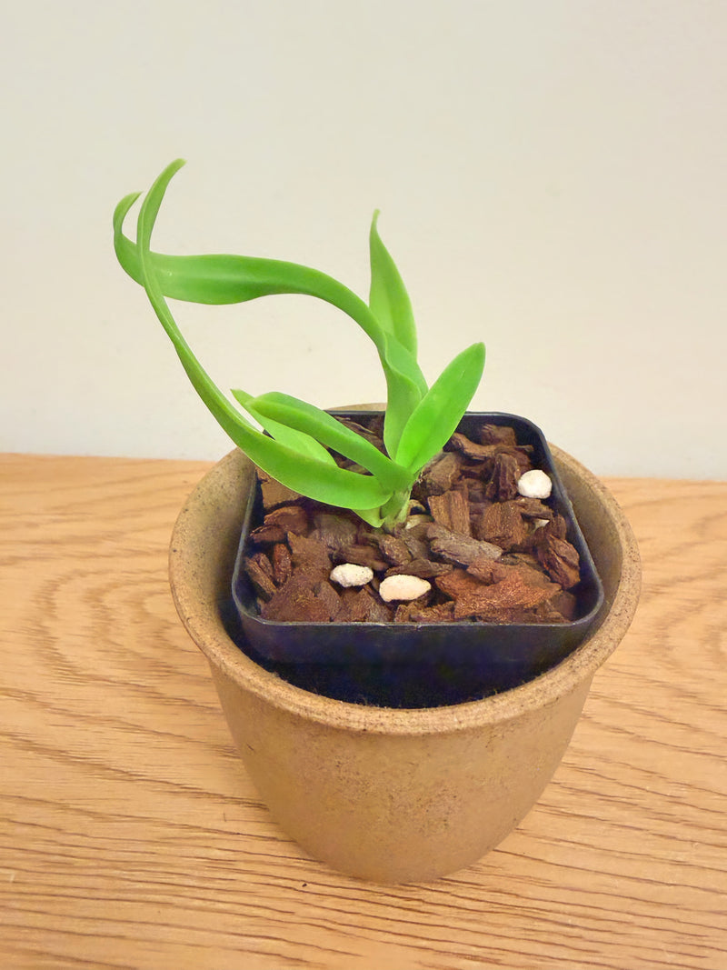 Holcostylis Yawi Girl ‘White Ball’