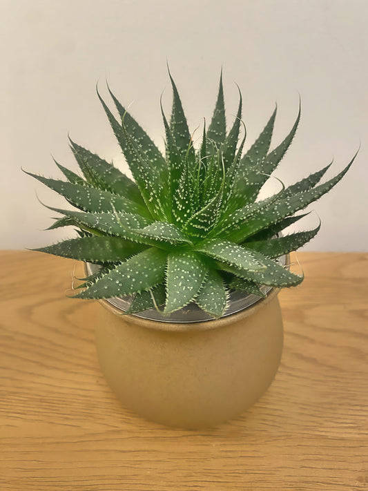 Aristaloe Aristata
