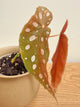 Begonia Maculata Pink Variegated