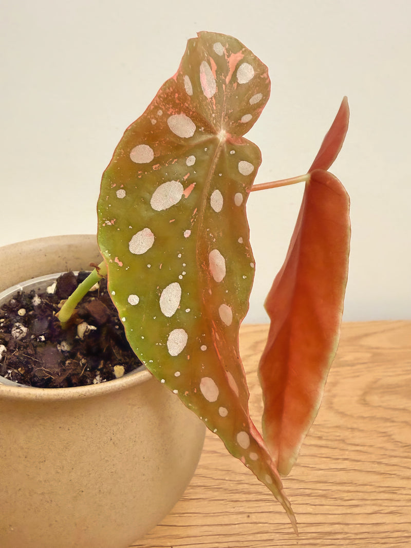 Begonia Maculata Pink Variegated