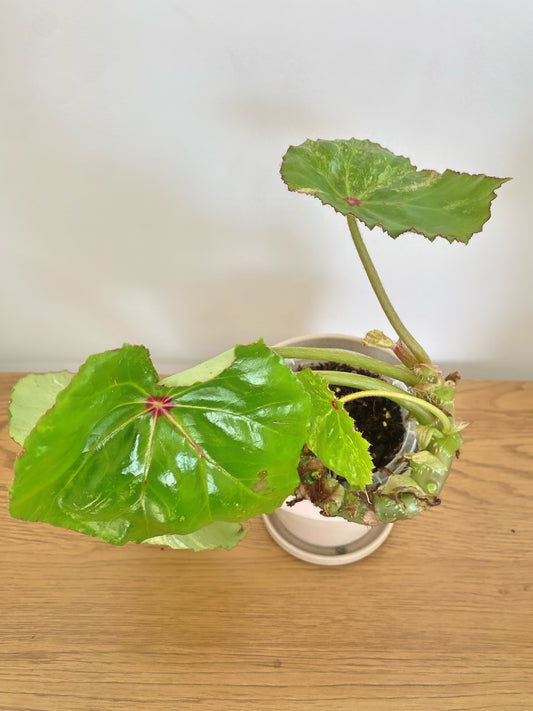 Begonia Rouge Variegated (C)