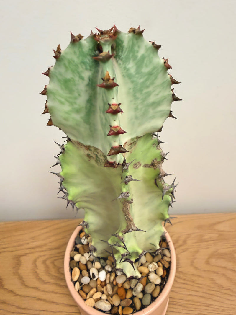 Euphorbia Ammak