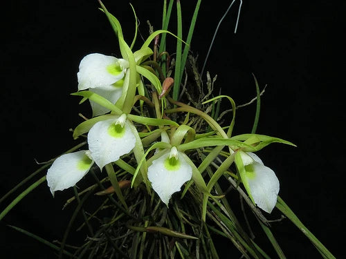 Cattleya Perrinii (Mounted)