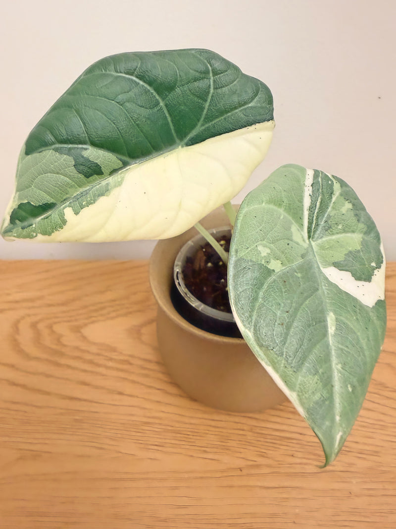 Alocasia Maharani Variegated (B)