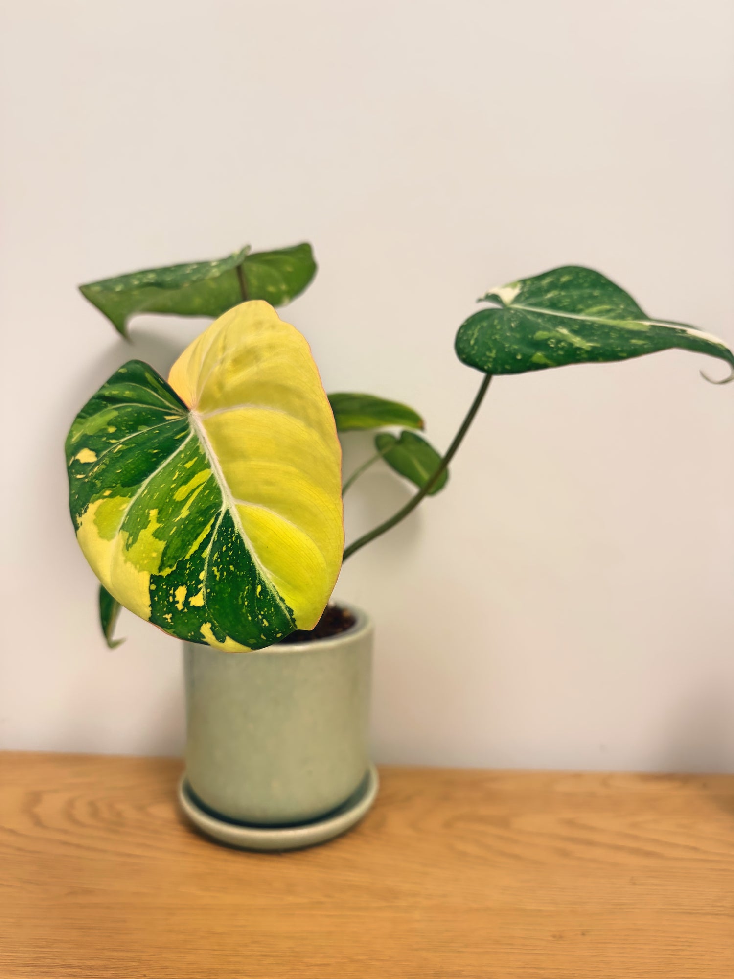 Philodendron Gloriosum Variegated (A)