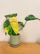 Philodendron Gloriosum Variegated (A)
