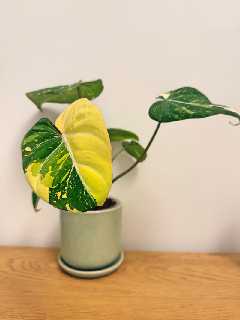 Philodendron Gloriosum Variegated (A)