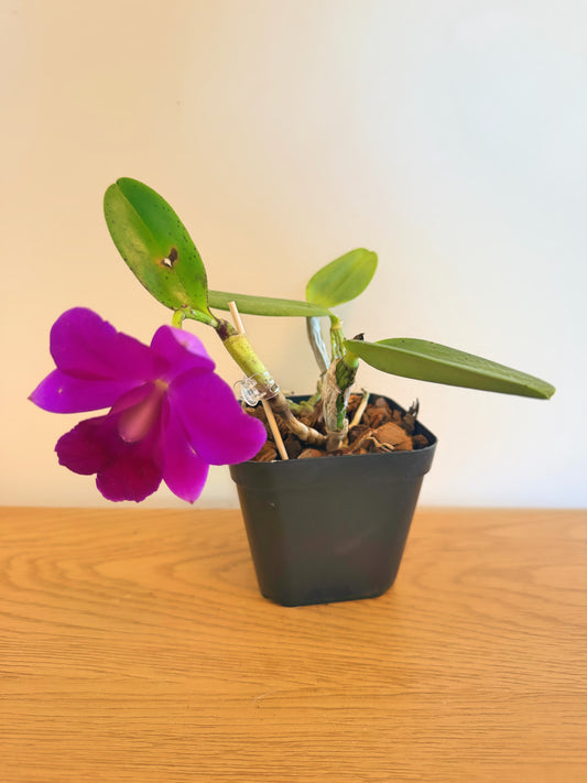 Lc. Mini Purple ‘Princess Road’ x (Lc. Mini Purple x Lc. Mem Robert Strait)