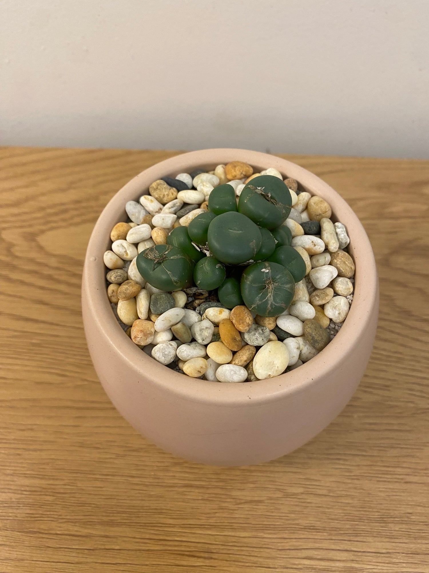 Conophytum Minitum Nudum