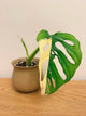 Monstera Adansonii Variegated