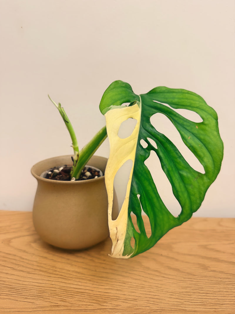 Monstera Adansonii Variegated