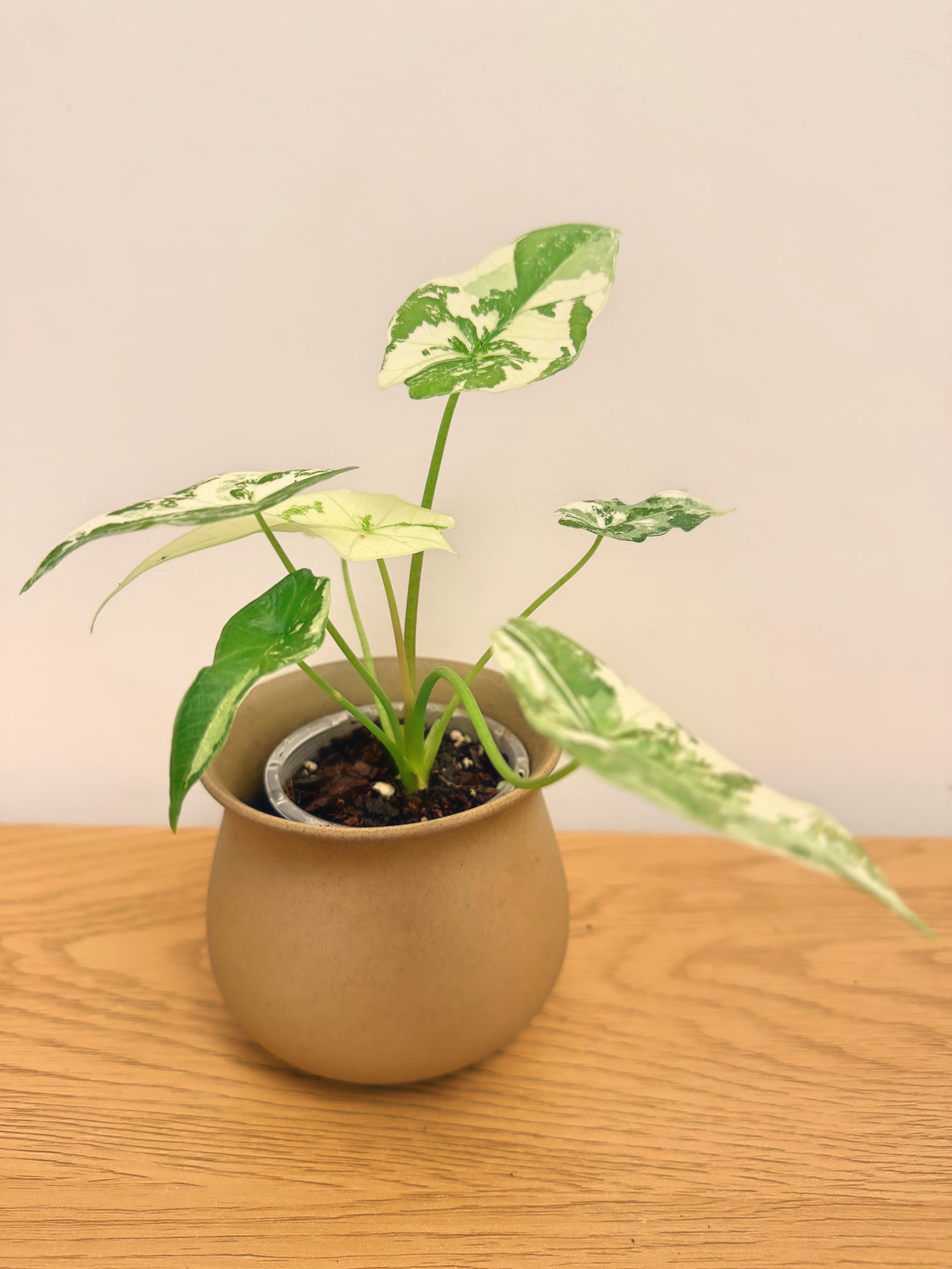 Alocasia Simpo Variegated