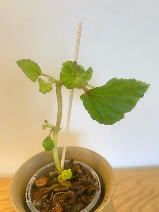 Begonia Rubropilosa