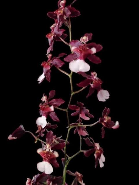 Oncidium Jairak Fragrance ‘Bordeux’