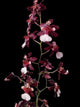 Oncidium Jairak Fragrance ‘Bordeux’
