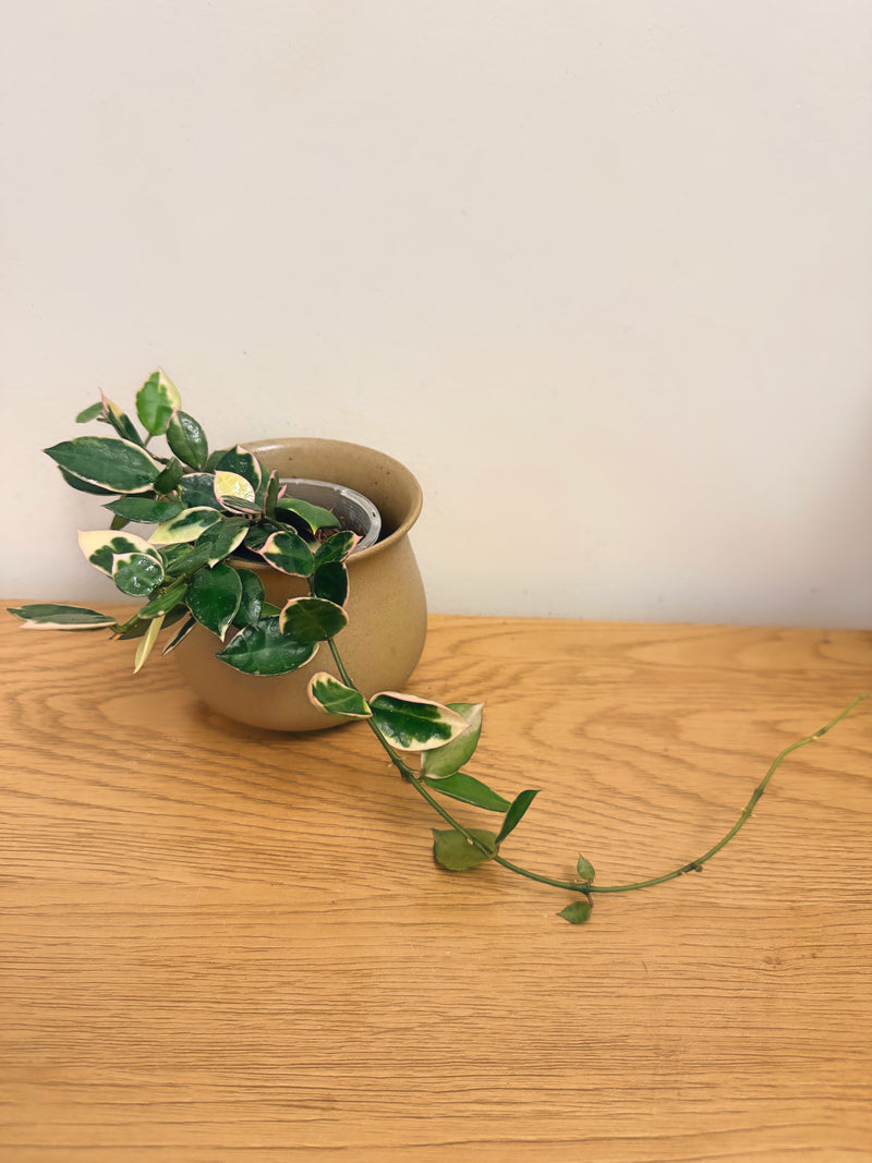 Hoya Lacunosa Asami Outer Variegated (B)