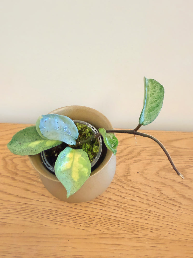 Hoya Nova Ghost (Argentea Princess Reverted)