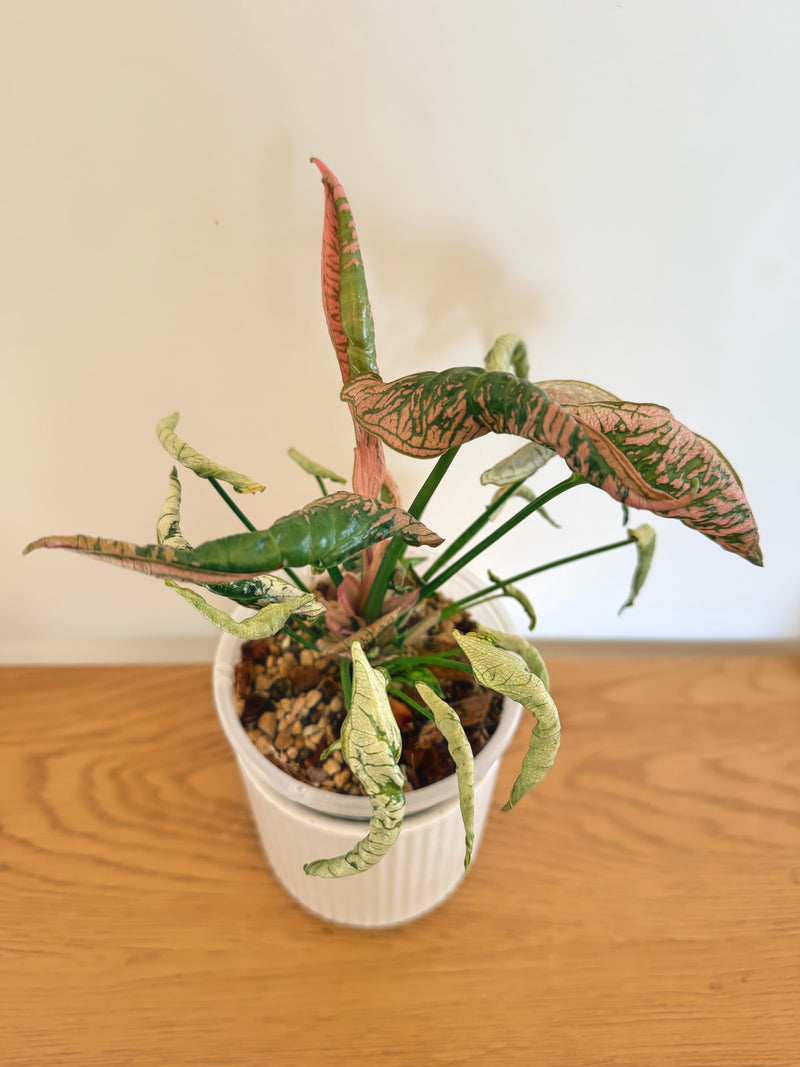 Syngonium Pink Rolli (mother plant)