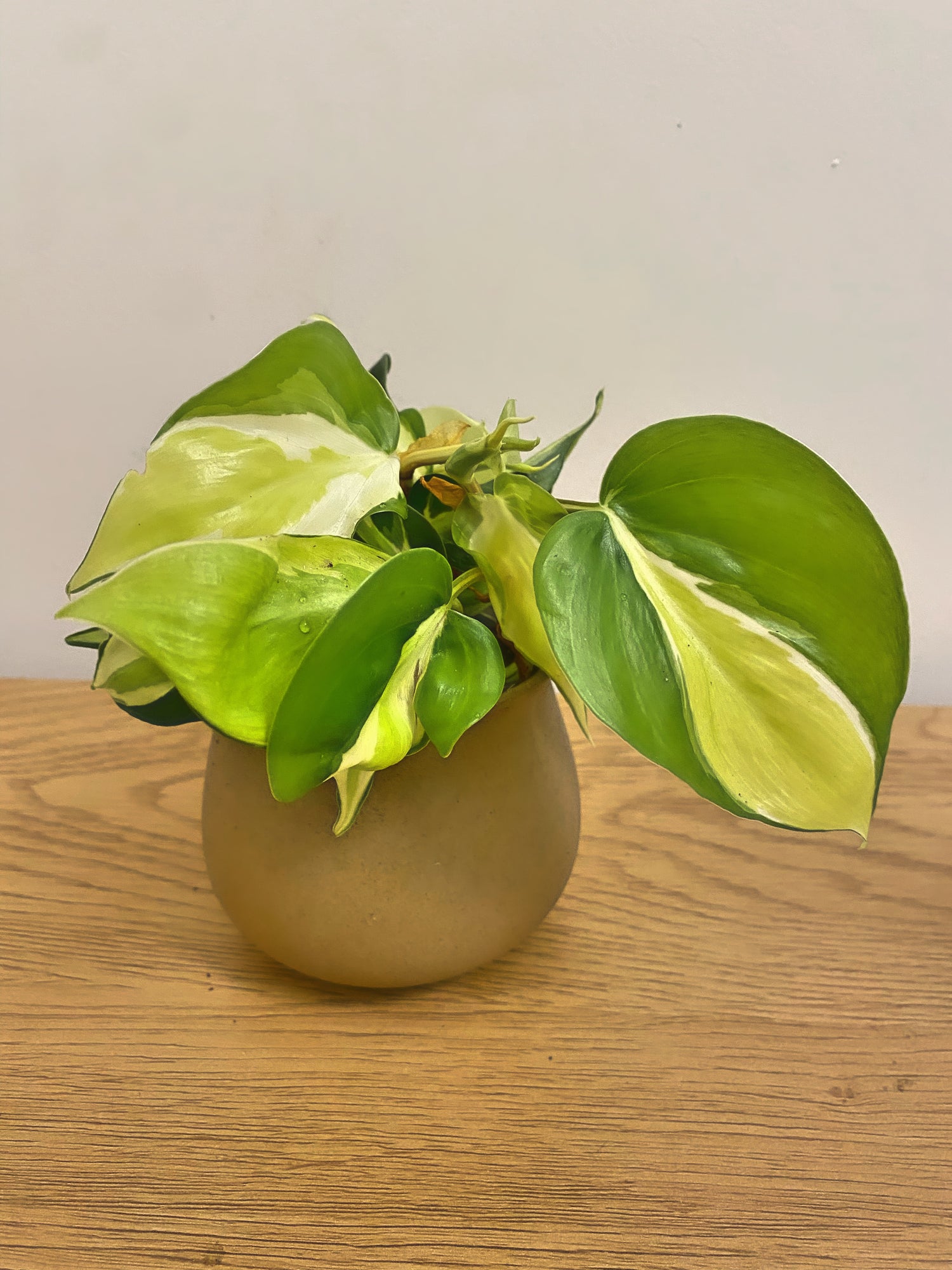 Philodendron Cream Splash