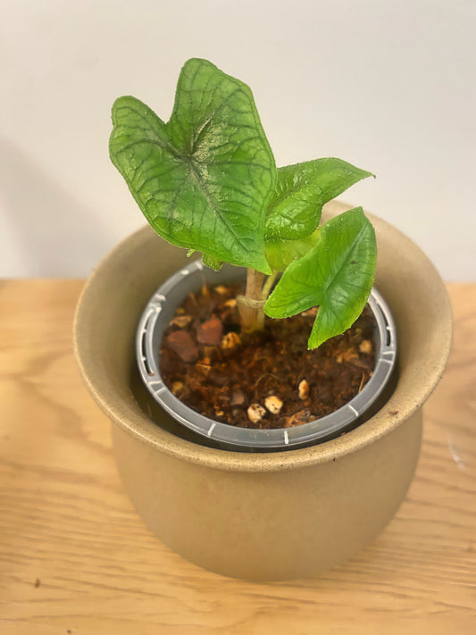Alocasia Jacklyn