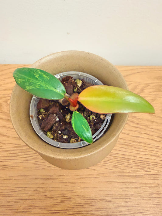 Philodendron Strawberry Shake