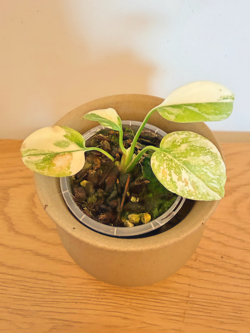 Monstera Cream Cheese