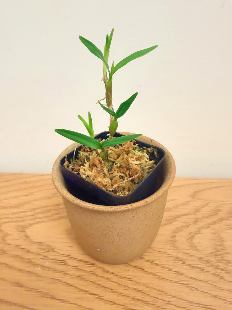 Encyclia Polybulbon