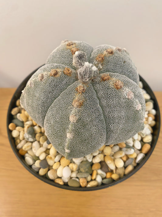 Astrophytum Myriostigma
