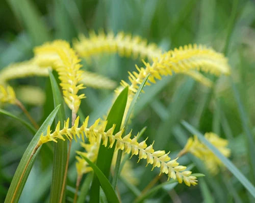 Dendrobium Javieriense