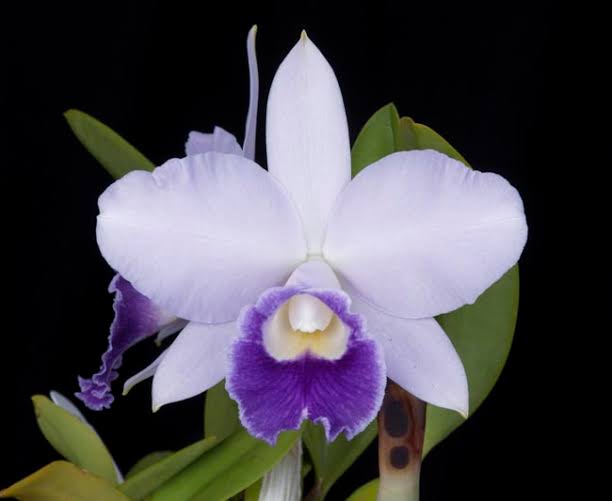 Lc. Mini Blue Star (Mini Purple ‘H+R 4n’ x Lc. Cornelia ‘Floralia’)