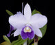 Lc. Mini Blue Star (Mini Purple ‘H+R 4n’ x Lc. Cornelia ‘Floralia’)