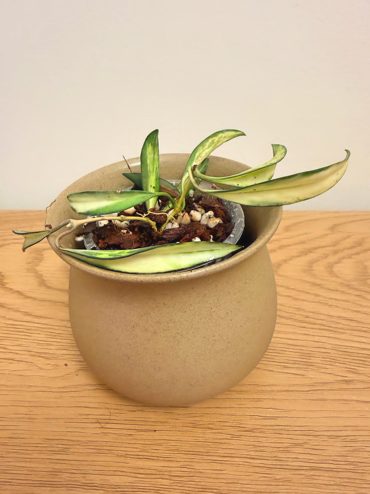 Hoya Wayetii Variegated (B)