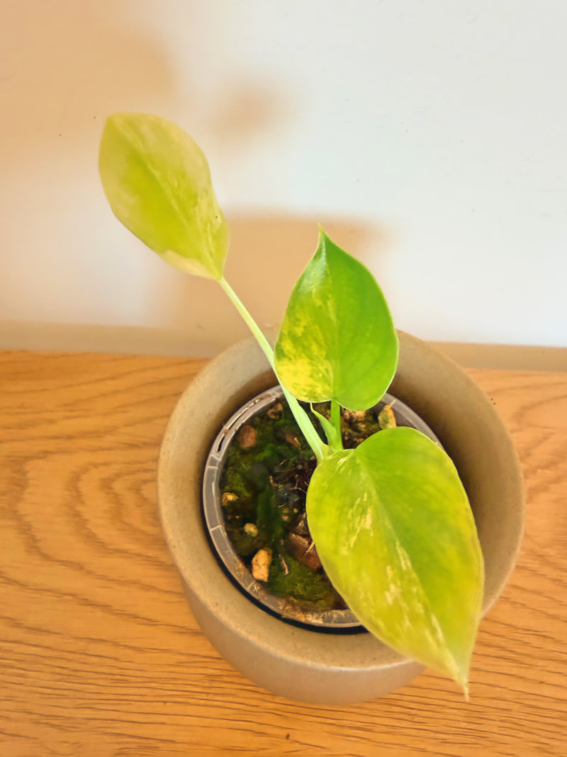 Philodendron Selloum Variegated