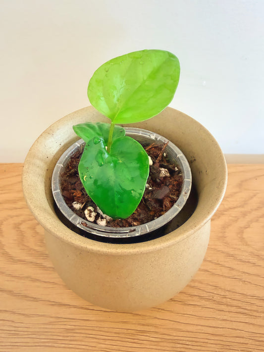 Anthurium Pinkleyi