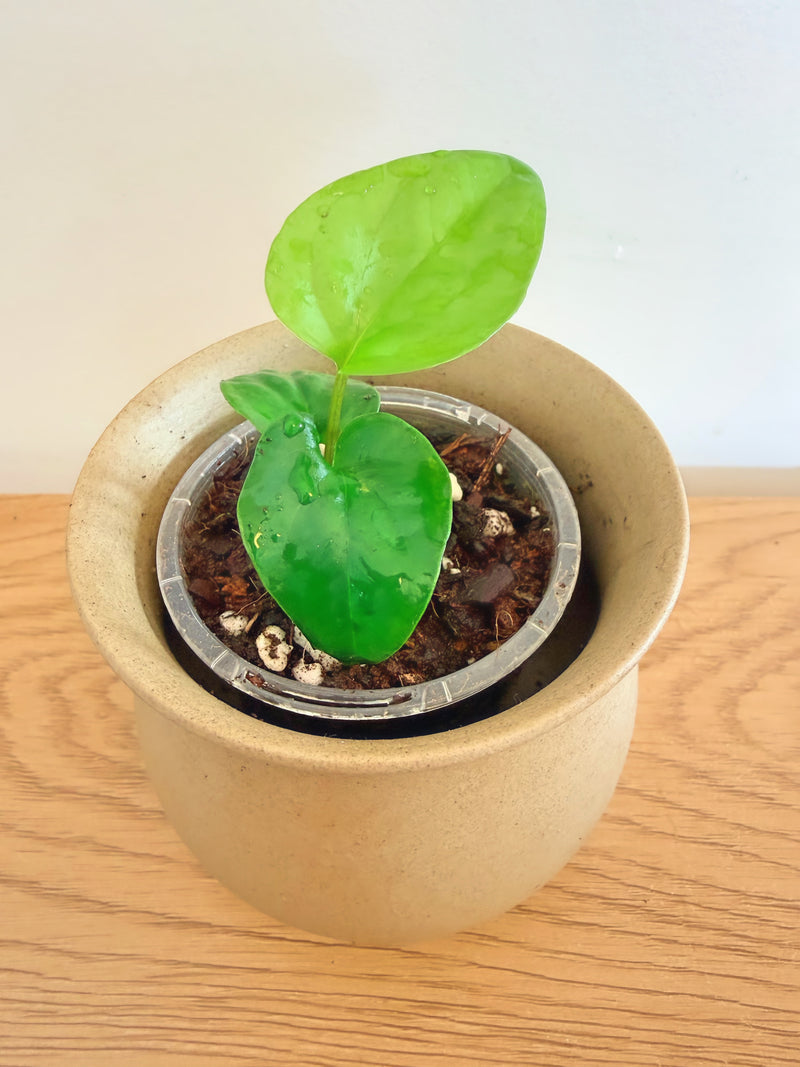Anthurium Pinkleyi