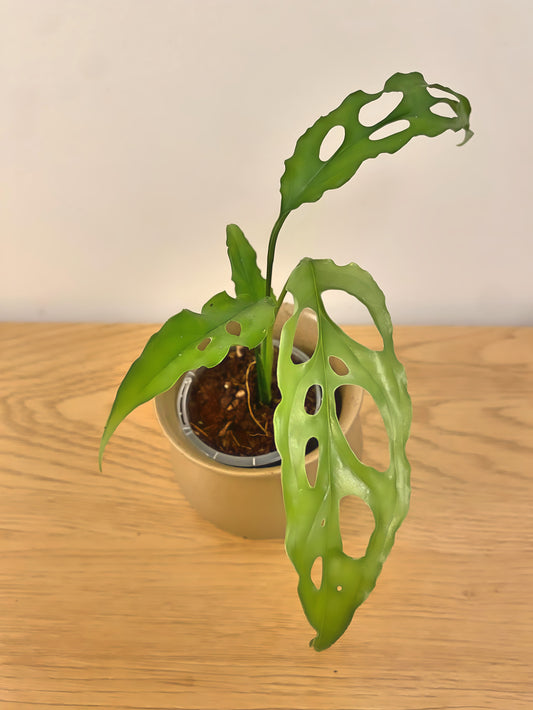 Monstera Obliqua Peru