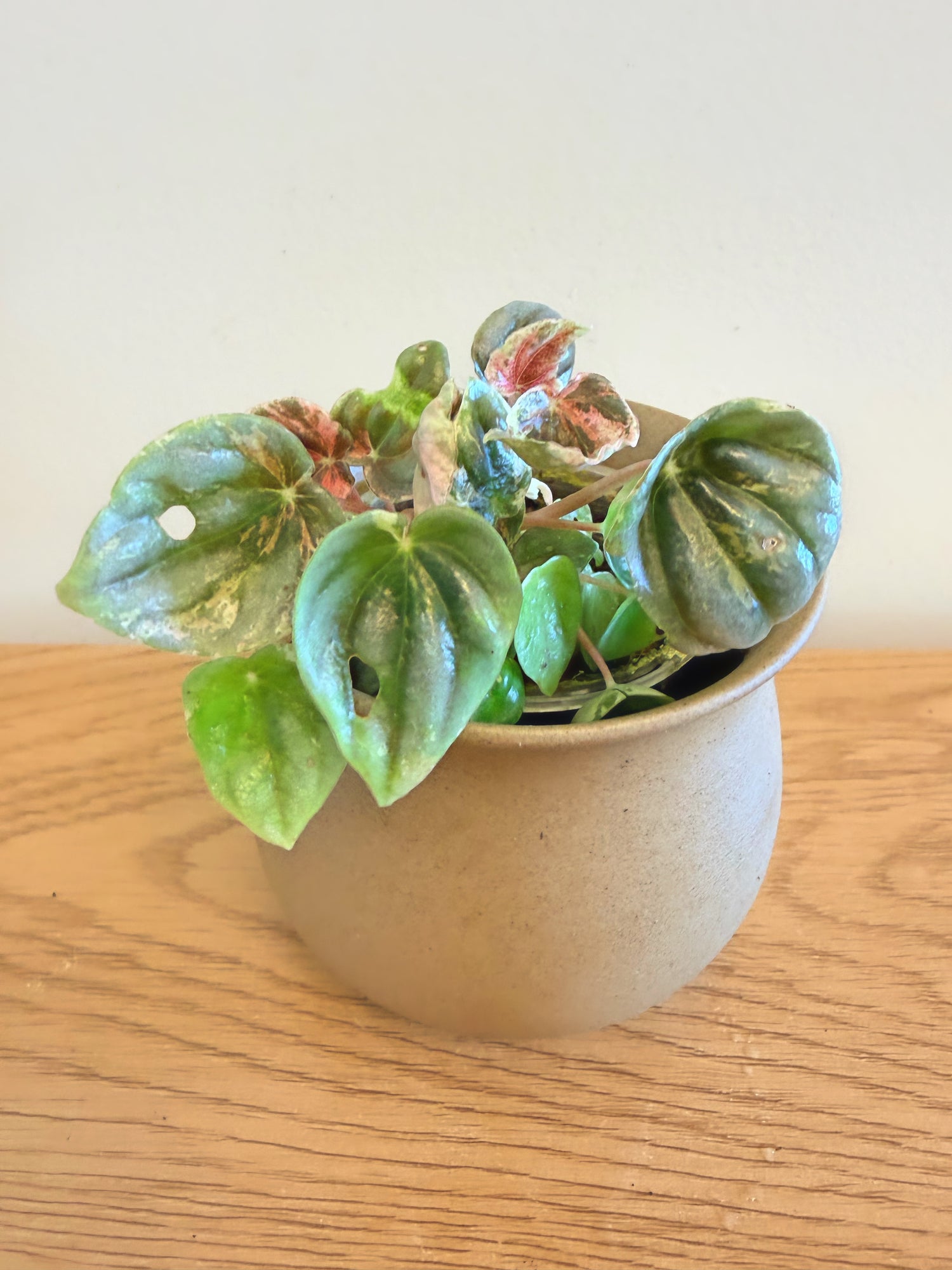 Peperomia Pink Lady