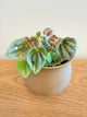 Peperomia Pink Lady