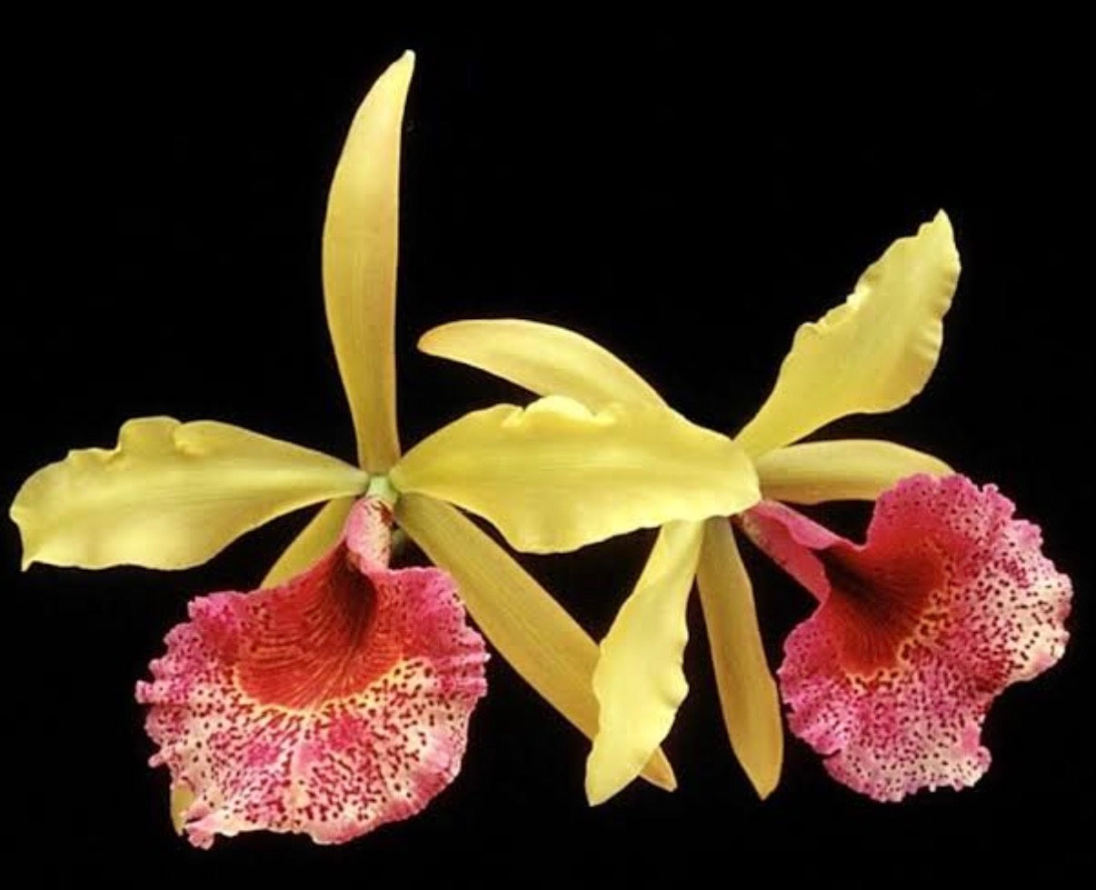 Brassocattleya Keowee Mendenhall AM/AOS