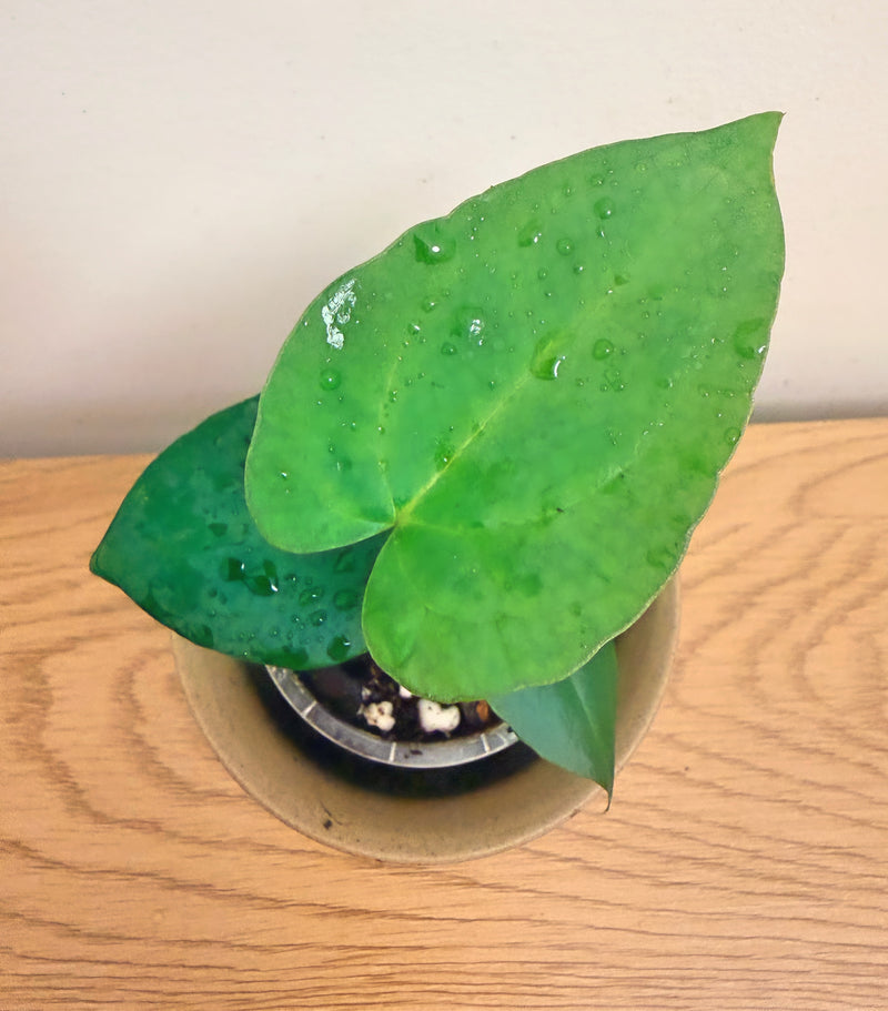 Anthurium KOS x Papillilaminum