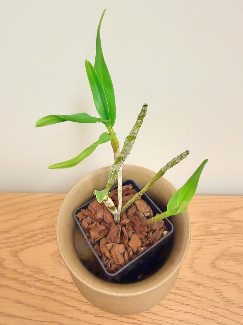 Dendrobium Moschatum