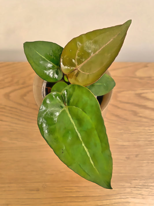 Anthurium Hoffmanii X