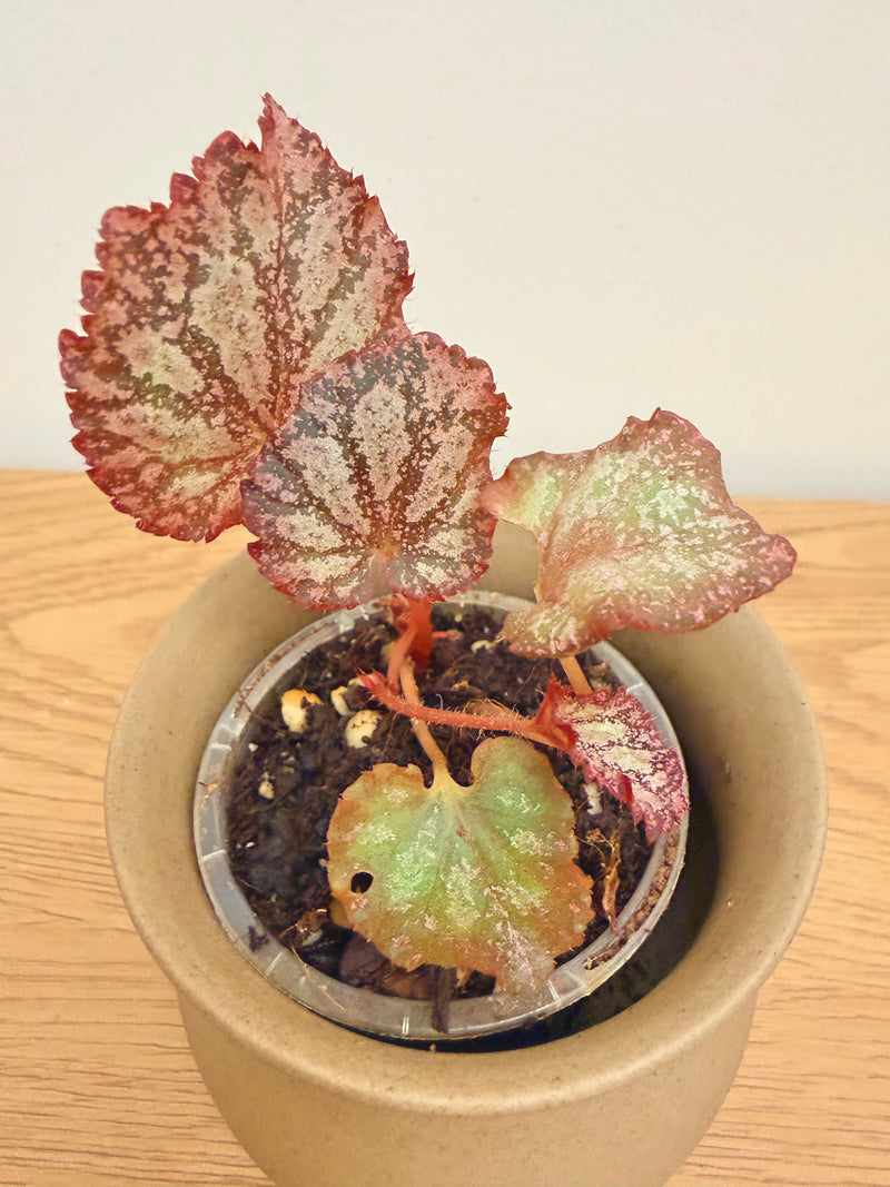 Begonia Pink Panther