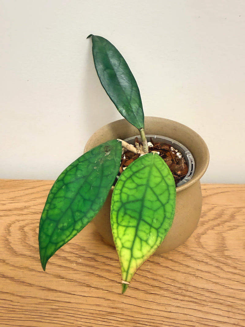 Hoya Finlaysonii (B)