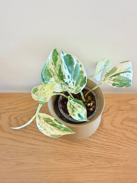 Scindapsus Variegated
