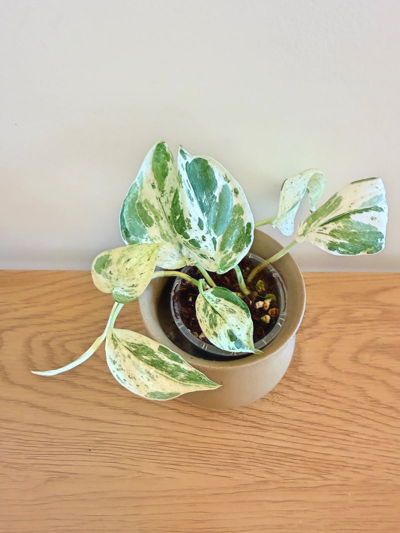 Scindapsus Variegated