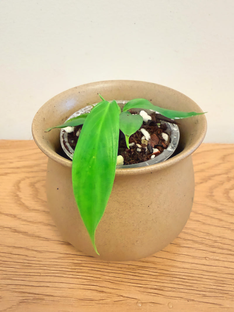 Philodendron Patriciae