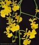 Oncidium Mayfair ‘Honey Angel’