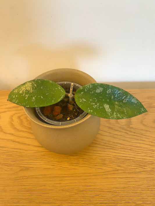 Hoya Phuwaensis