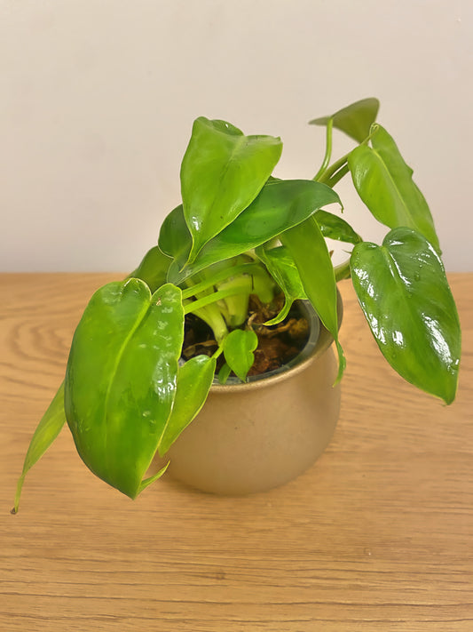 Philodendron Minarum